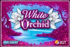 Free Slot White Orchid